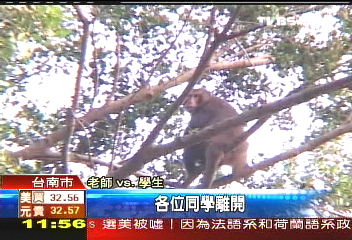 校園人猴大戰 學生興奮圍觀