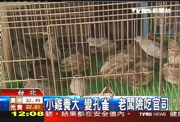 小雞養大「變孔雀」 老闆險吃官司
