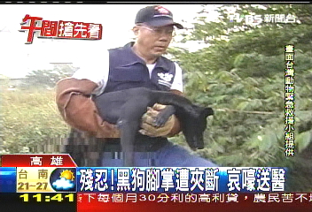 殘忍!黑狗腳掌遭夾斷 哀嚎送醫