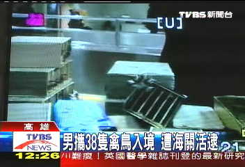男攜38隻禽鳥入境 遭海關活逮