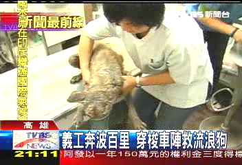 義工奔波百里 穿梭車陣救流浪狗