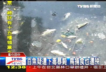 百魚疑遭下毒暴斃 鳥捕食也遭殃