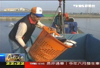【一步一腳印】金黃烏魚子 用另種面貌驚艷國際