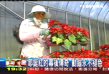 【新聞念真情】耶誕紅的幕後傳奇 動腦永不褪色