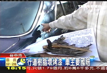 台灣欒樹樹脂滴車 刮不掉