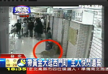 〈獨家〉帶黃金犬逛西門町 主人快閃遺棄