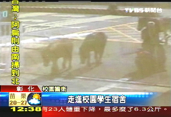 馬匹漫步校區　校園成了動物園