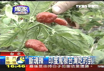〈獨家〉「斷魂辣」 印度鬼椒台灣吃的到!