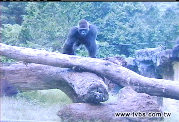 電影真實版　「金剛」大鬧動物園