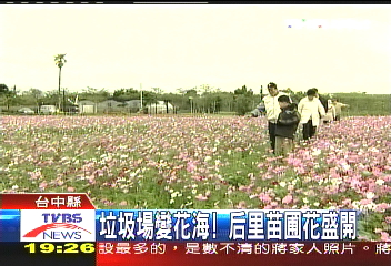 垃圾場變花海! 后里苗圃花盛開