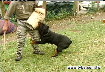 家有惡犬 強保「第三責任險」