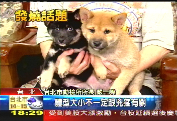 體型非分類依據 柴犬也列特殊犬