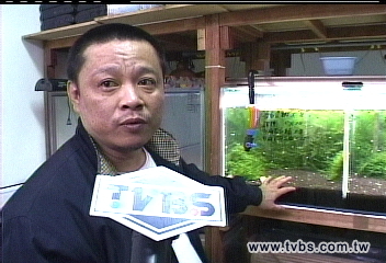 噴藥防登革 高價水晶蝦暴斃