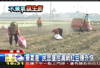 景氣差 民眾搶拾漏網紅豆賺外快