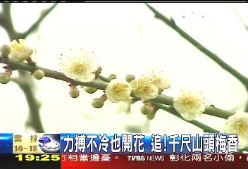 【新聞念真情】力搏不冷也開花 追!千尺山頭梅香