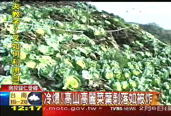 冷爆！高山高麗菜葉剝落如被炸