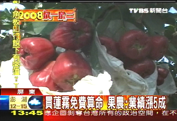 買蓮霧免費算命　果農：業績漲5成
