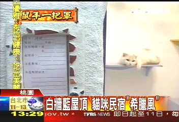 過年出國貓誰照顧？　貓民宿爆紅