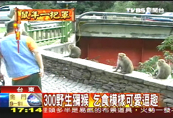 泰源幽谷壯麗　可愛獼猴優游其中