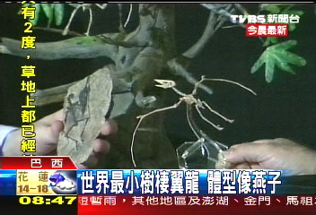 世界最小樹棲翼龍 體型像燕子