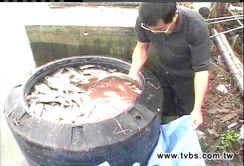寒流低溫　虱目魚暴斃海菜凍傷