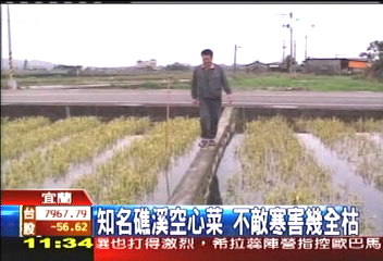 知名礁溪空心菜　不敵寒害幾全枯