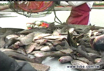 為世運一網打盡 外來種猛吃小魚