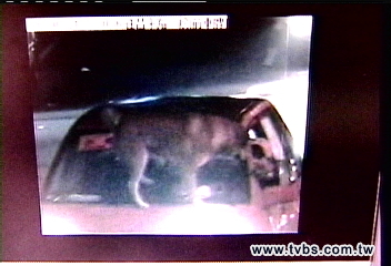 殘忍!狗放引擎蓋 甩車墜地遭輾斃