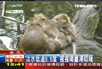 淡水低溫9.6度　猩猩喝薑湯取暖