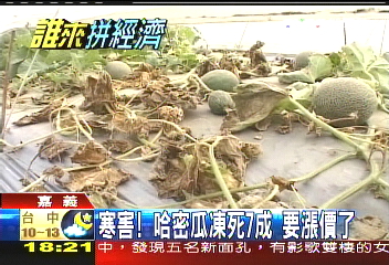 寒害!哈密瓜凍死7成 要漲價了