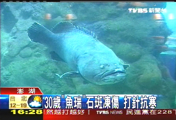 30歲「魚瑞」石斑凍傷 打針抗寒