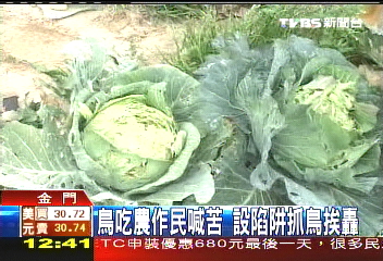 鳥吃農作民喊苦 設陷阱抓鳥挨轟