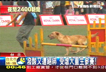 潑酸又遭綑綁 受虐犬重生參賽!