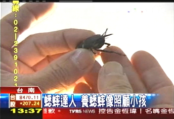 蟋蟀爭光! 「黑龍仔」敗大陸「蛐蛐」