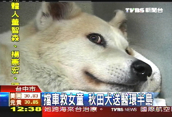擋車救女童 秋田犬送醫環半島
