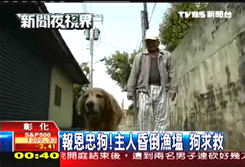 報恩忠狗! 主人昏倒漁塭狗求救
