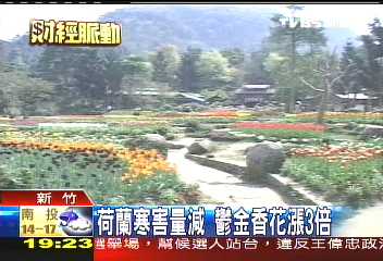 荷蘭寒害量減　鬱金香花漲3倍