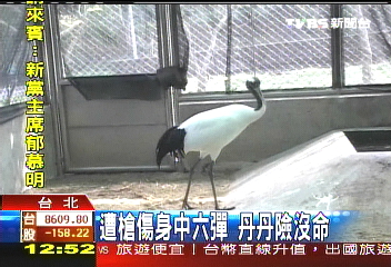 丹頂鶴「丹丹」要飛了　明赴韓野放