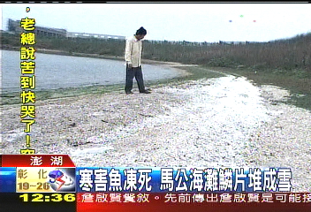 寒害魚凍死 馬公海灘鱗片堆成雪