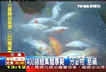 400錦鯉集體暴斃 「分泌物」惹禍