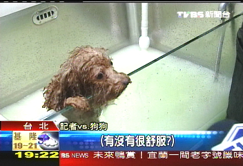 超頂級狗狗SPA浴 連楊貴妃都羨慕