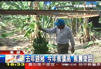 香蕉價「ㄏㄤ」！香蕉樹被拔　蕉農自保