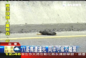 〈獨家〉八哥鳥遭撞死 同伴守候不離棄