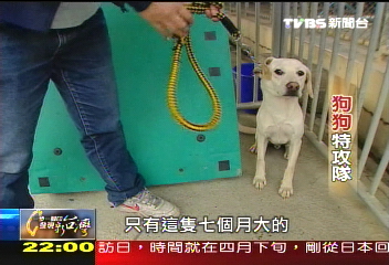 【一步一腳印】狗狗特攻隊 愛心志工陪伴老人(上)