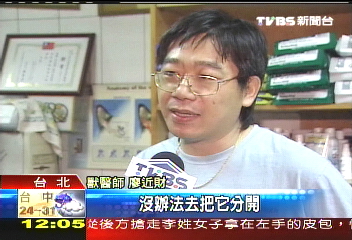 北縣狠心虐貓! 浸油漆桶致死