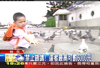 禁止餵鴿! 違者最高可罰6000元