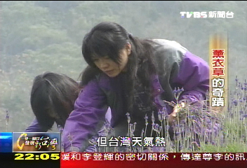 【一步一腳印】薰衣草奇蹟　2個女生山野築夢