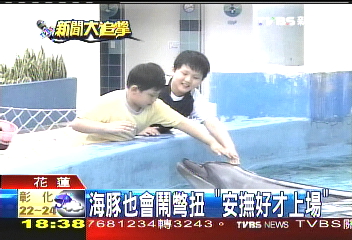 美海豚相撞死 訓練師:確實易發生