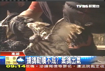 擄鴿勒贖不成? 棄鴿出氣
