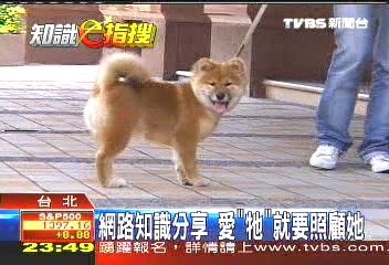 網路知識分享 愛「牠」就要照顧她